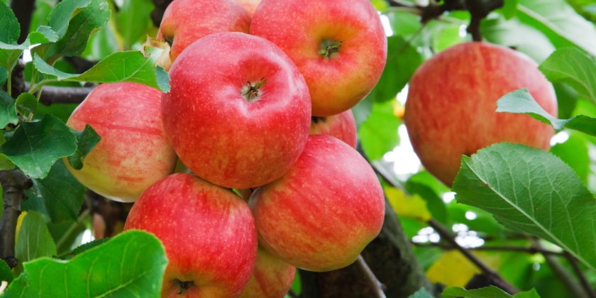 Alimentos que son buenos para tus dientes. - Clínica Manuel Rosa